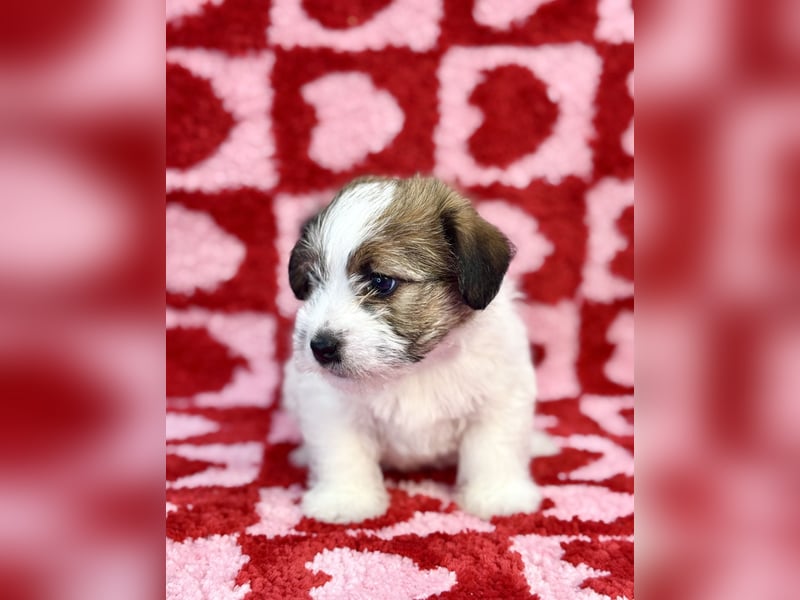 Samica Jack Russell Terrier (rzędowowłosa) z dokumentami FCI szuka odpowiedniego domu