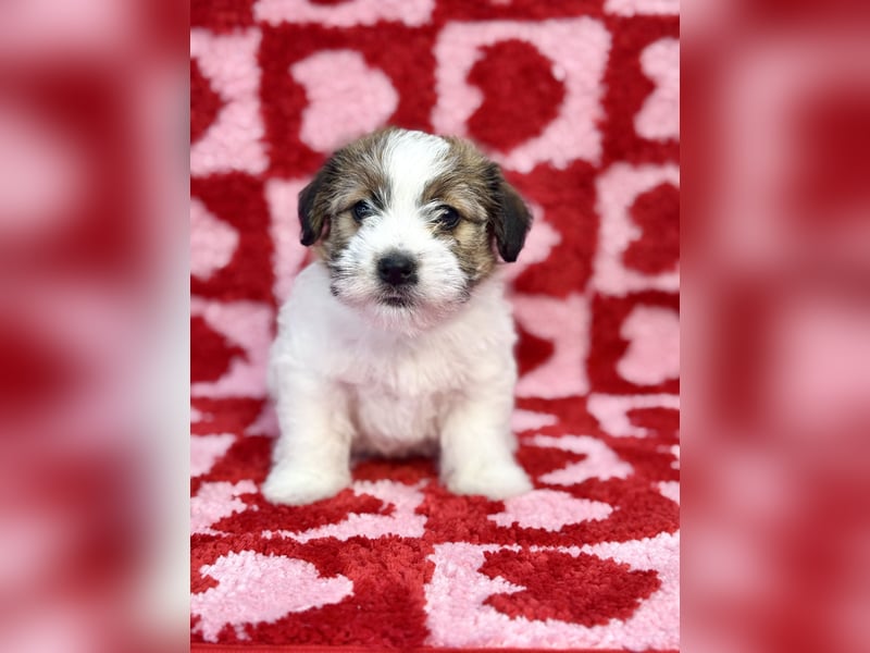 Samica Jack Russell Terrier (rzędowowłosa) z dokumentami FCI szuka odpowiedniego domu