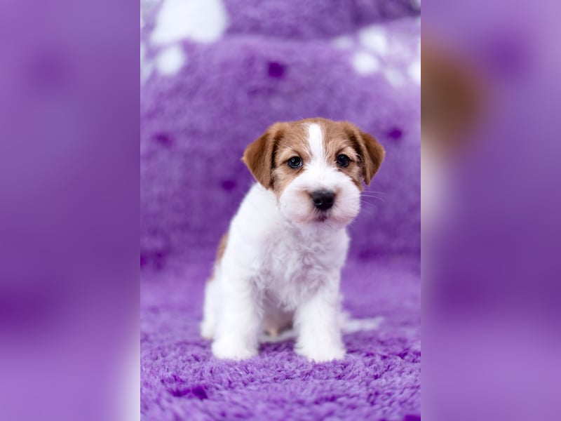 Jack Russell Terrier Rüde (rauhaarig) mit FCI-Papieren sucht passendes Zuhause