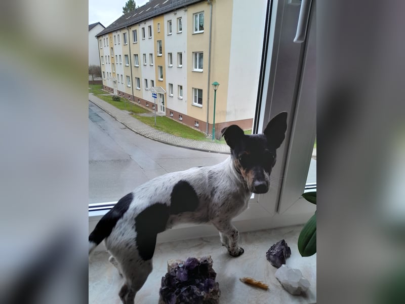 Jack Rassel Terrier- Hündin