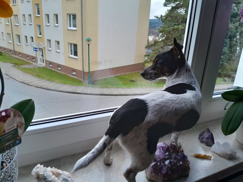 Jack Rassel Terrier- Hündin