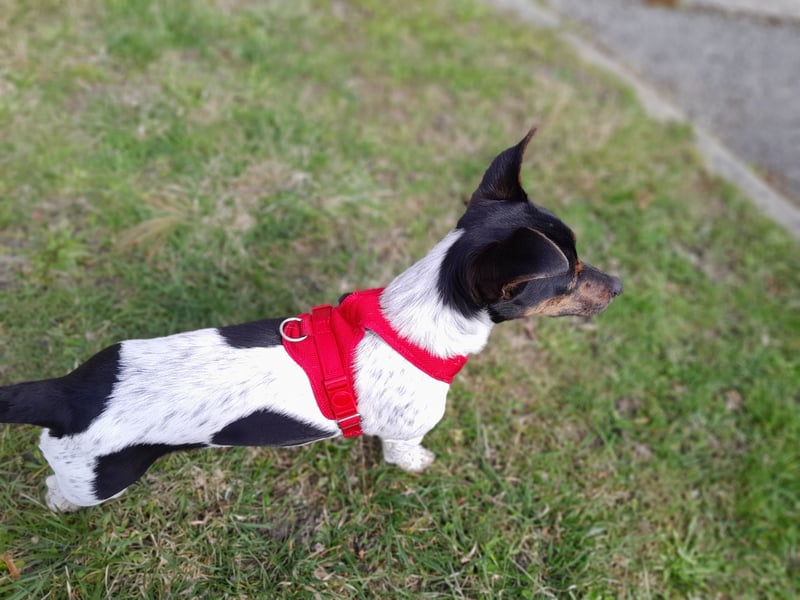 Jack Rassel Terrier- Hündin