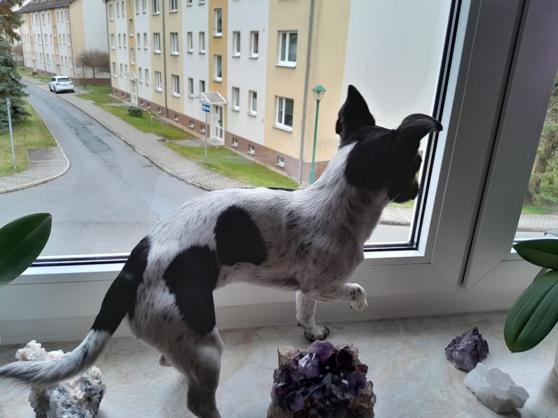 Jack Rassel Terrier- Hündin