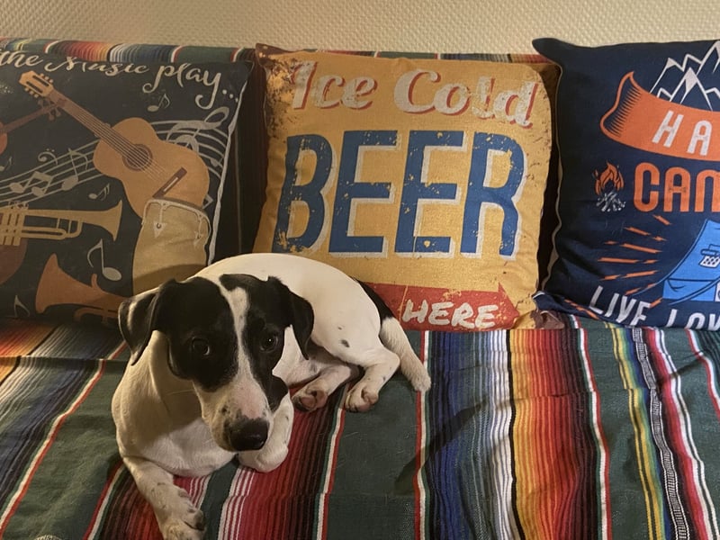 Intelligenter und verspielter Jack Russell Terrier – Deckrüde verfügbar