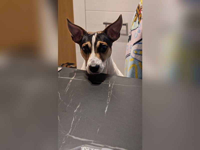 Jack-Russel Terrier