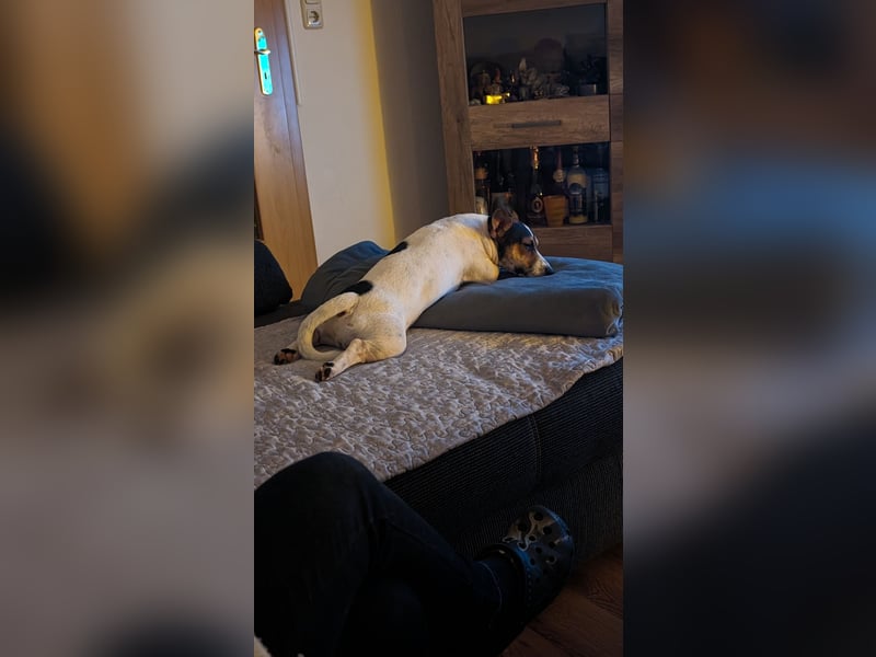 Jack-Russel Terrier