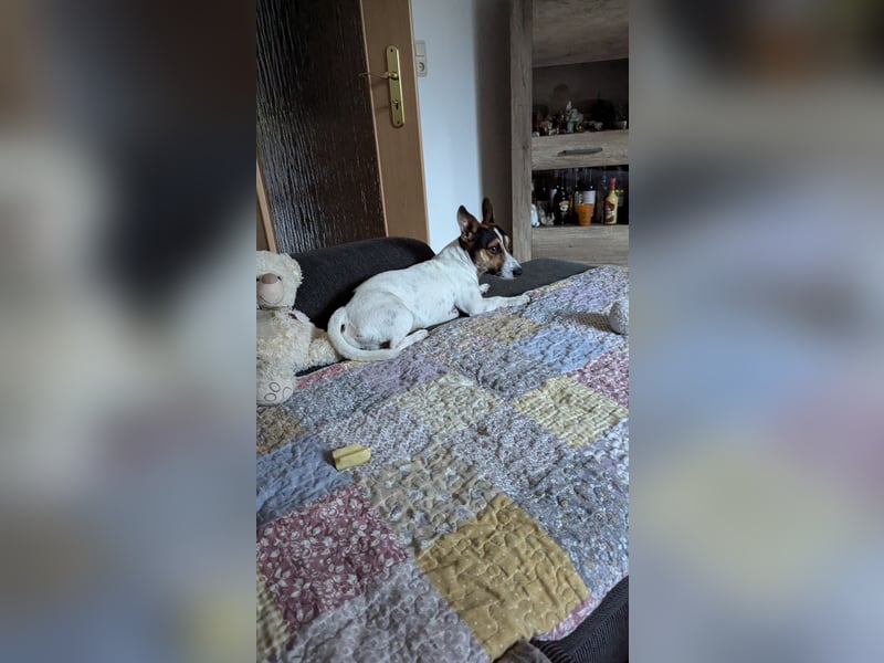 Jack-Russel Terrier