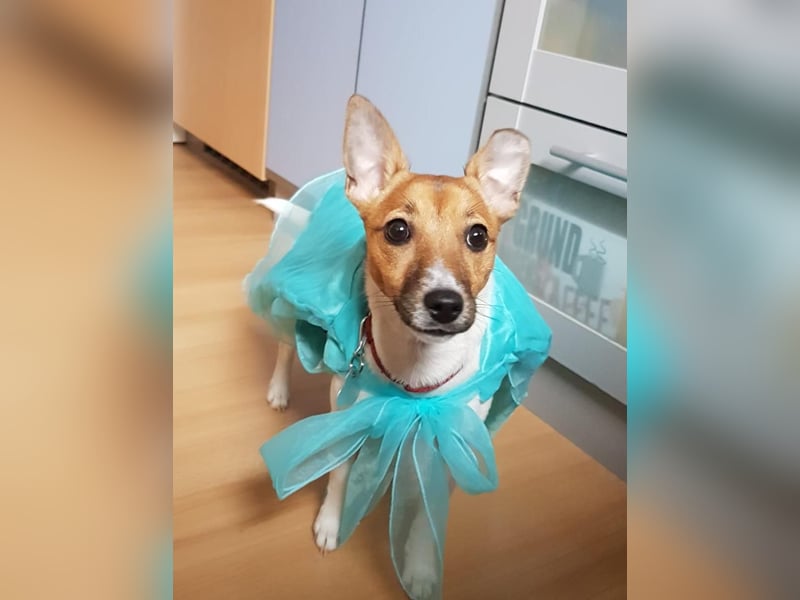 Jack Russel Terrier Hündin