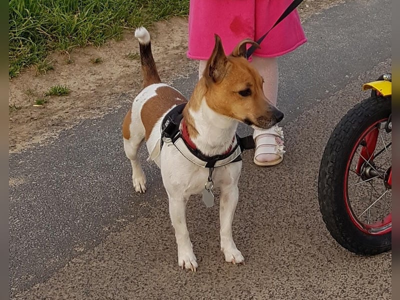 Jack Russel Terrier Hündin
