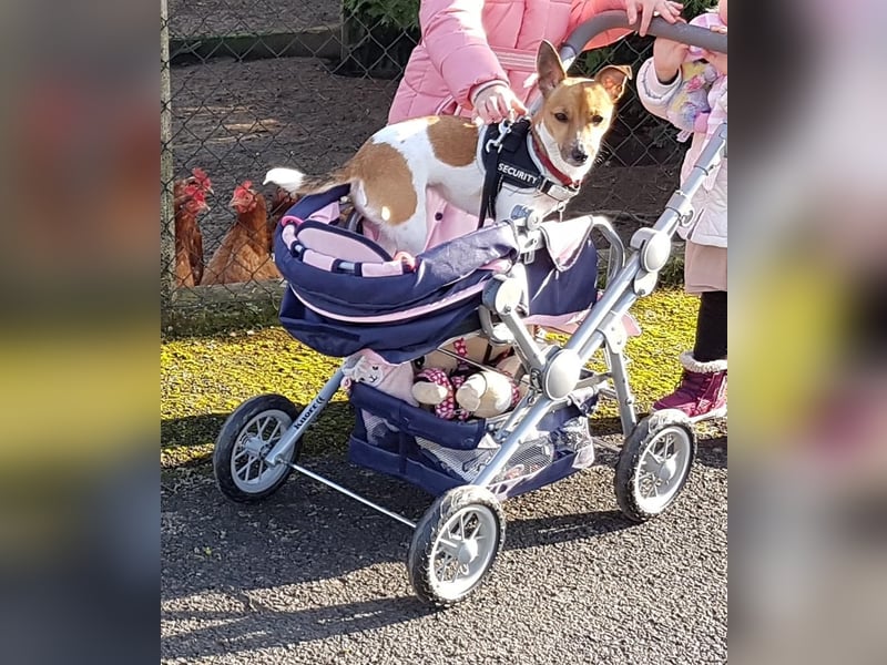 Jack Russel Terrier Hündin