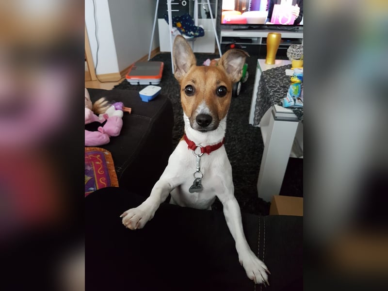 Jack Russel Terrier Hündin