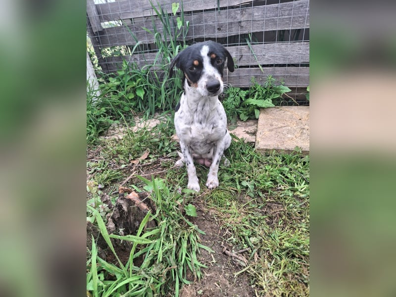 Hund Hündin Jack Russel Tierschutz Bundesweite Vermittlung
