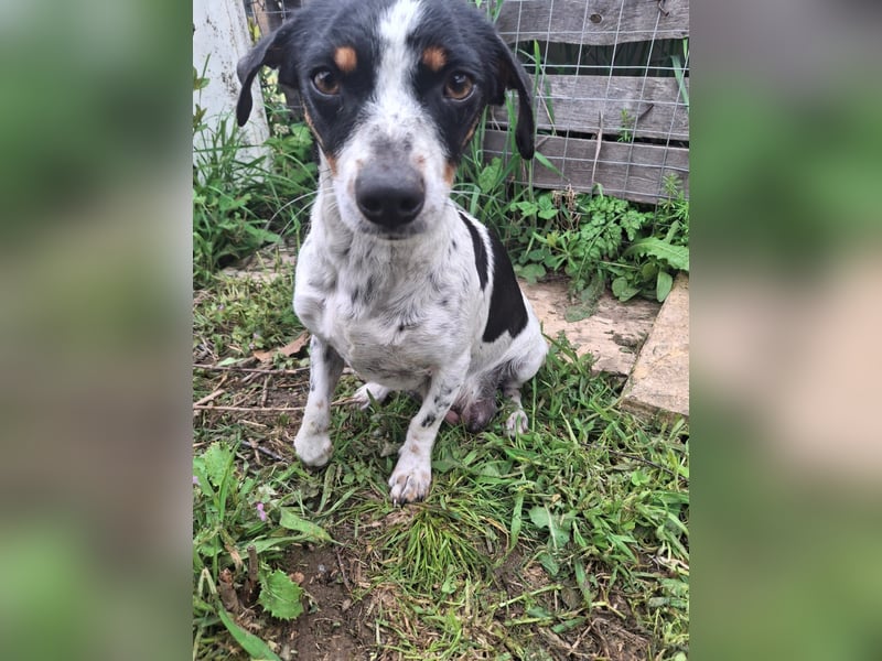 Hund Hündin Jack Russel Tierschutz Bundesweite Vermittlung