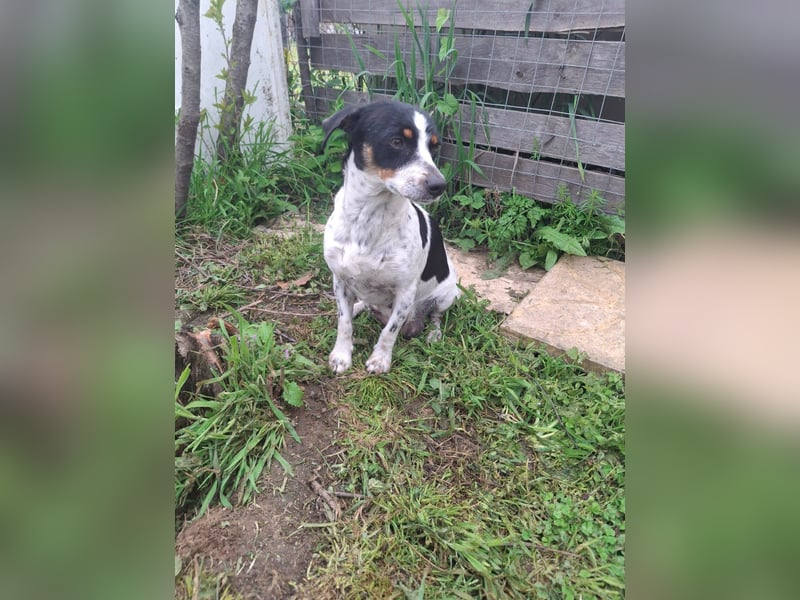 Hund Hündin Jack Russel Tierschutz Bundesweite Vermittlung