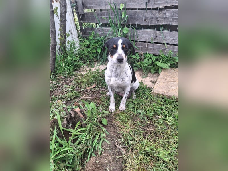 Hund Hündin Jack Russel Tierschutz Bundesweite Vermittlung