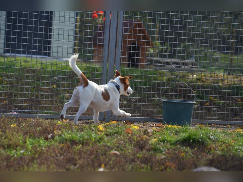 Aktiver Benö sucht sein Körbchen