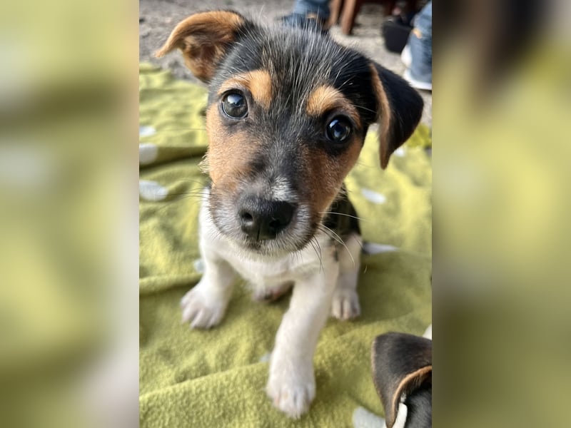 Dre Jack Russel Welpen zu verkaufen