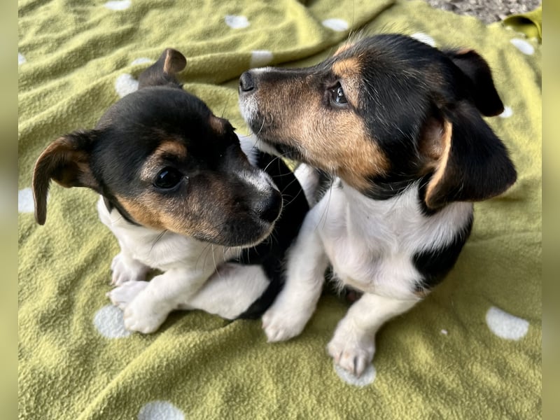 Dre Jack Russel Welpen zu verkaufen