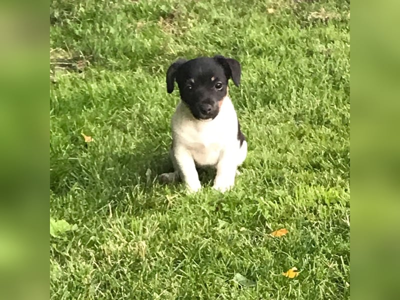 Dre Jack Russel Welpen zu verkaufen