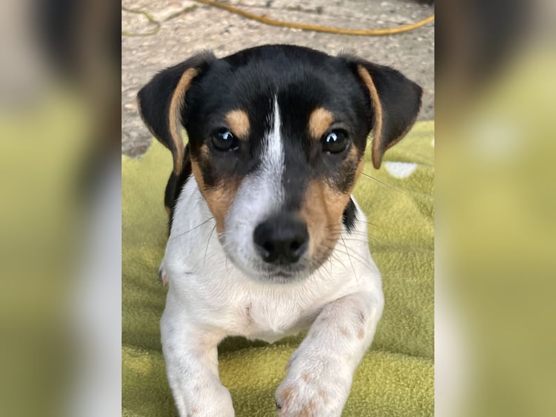 Dre Jack Russel Welpen zu verkaufen