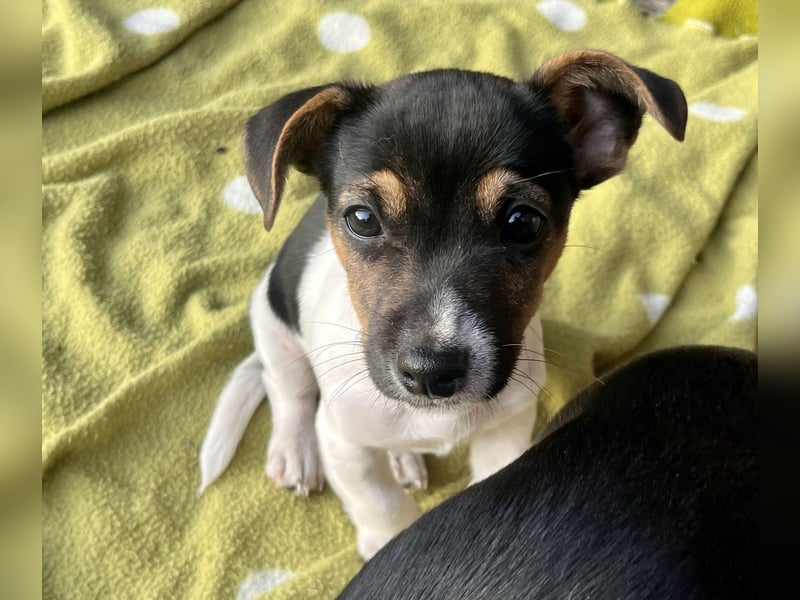 Dre Jack Russel Welpen zu verkaufen