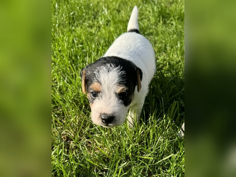 Jack Russel Terrier Welpen