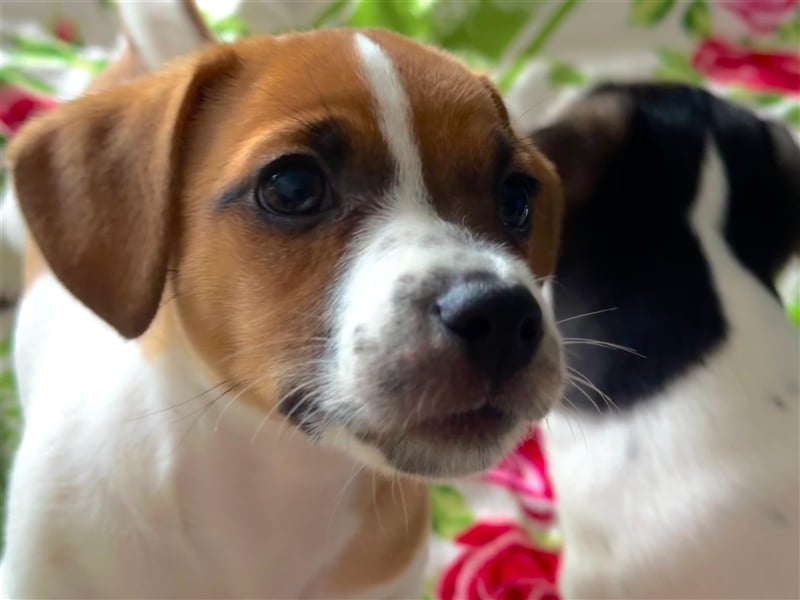 Jack Russel Terrier