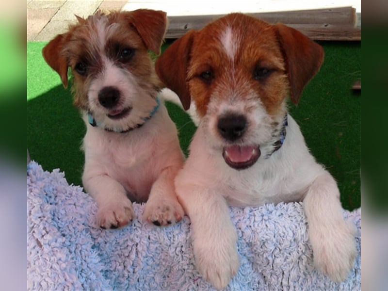 2 Jack Russell Terrier - Rüdenwelpen 3 Monate vom Züchter abzugeben