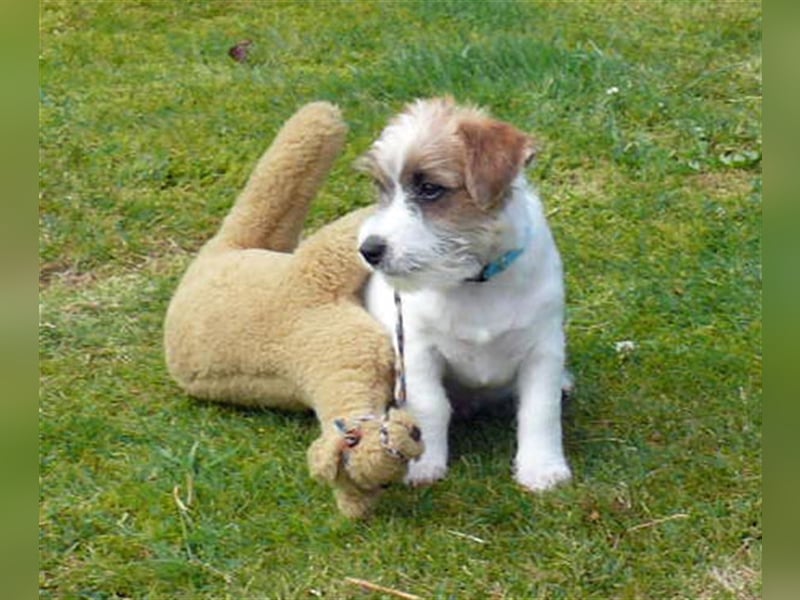 2 Jack Russell Terrier - Rüdenwelpen 3 Monate vom Züchter abzugeben