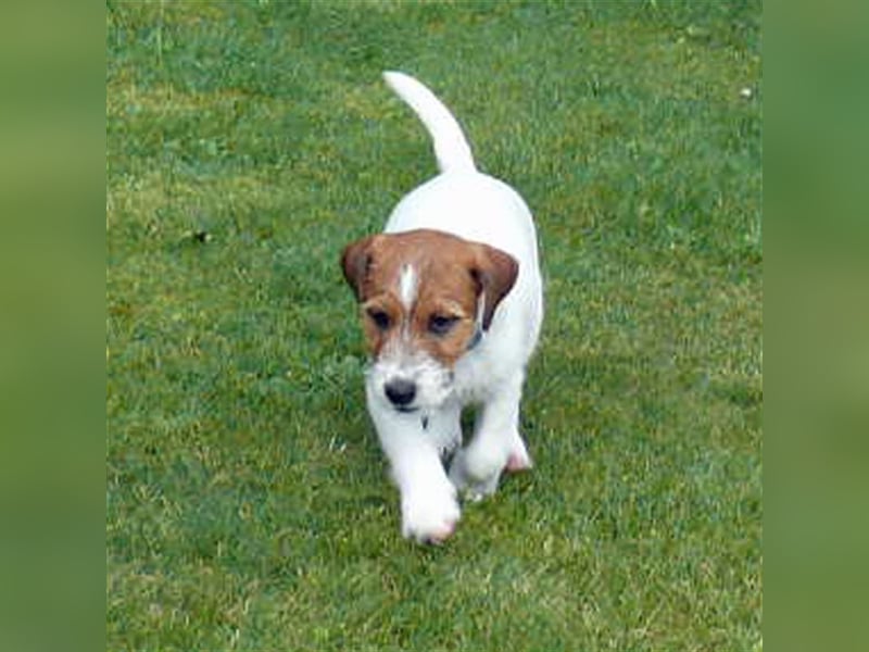 2 rassetypische Jack russell Terrier Rüdenwelpen 3 Monate alt