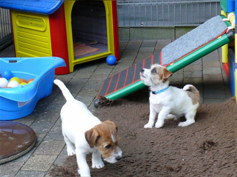 2 rassetypische Jack russell Terrier Rüdenwelpen 3 Monate alt