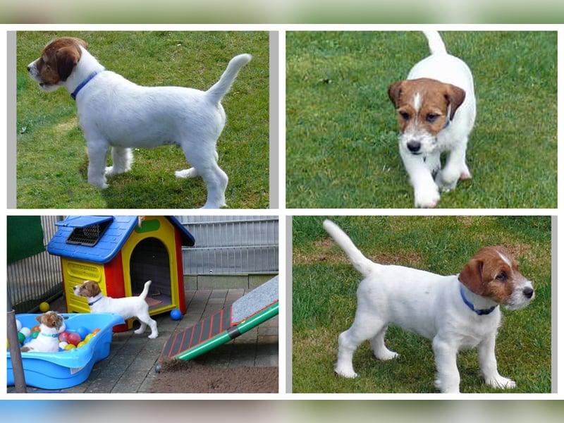 2 rassetypische Jack russell Terrier Rüdenwelpen 3 Monate alt