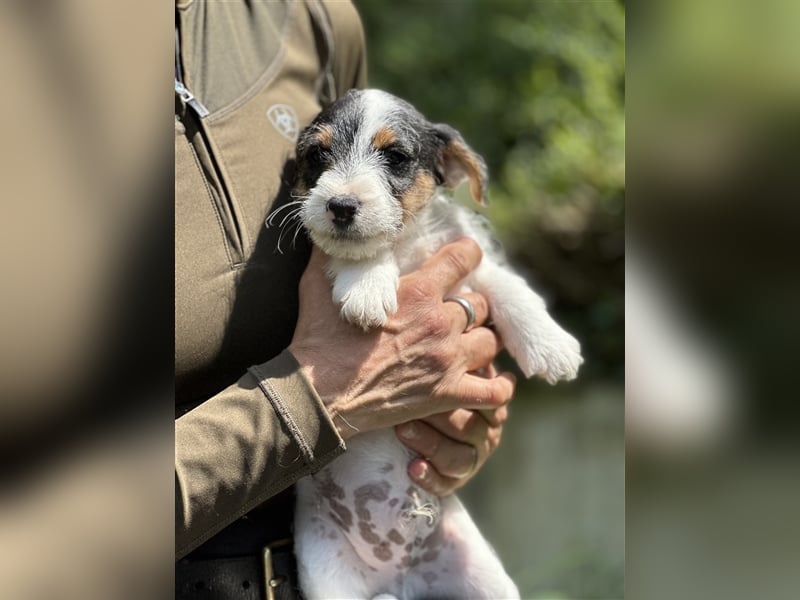 Wunderschöne Parson Jack-Russell Terrier Welpen, aus liebevoll. Hausaufzucht