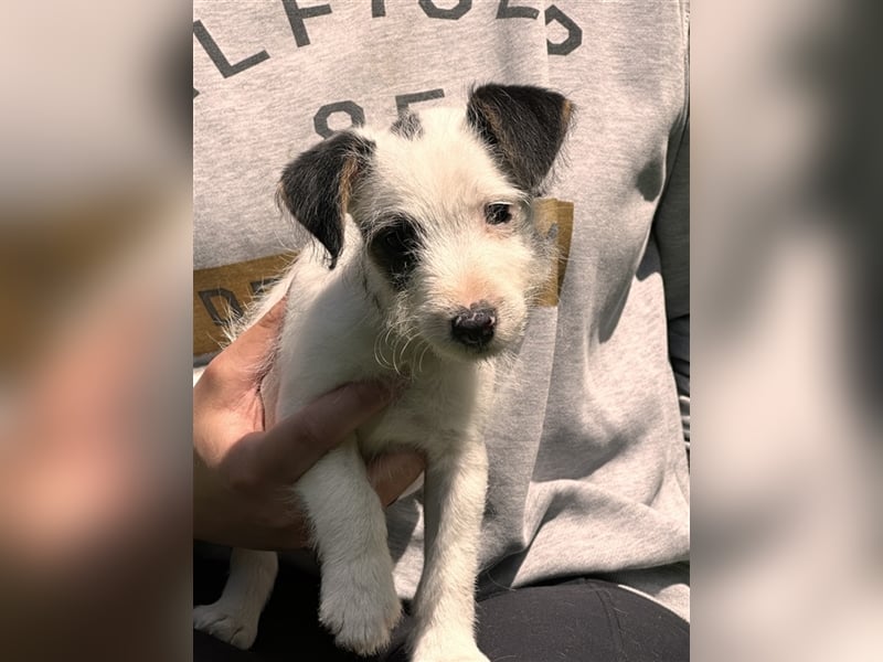 Wunderschöne Parson Jack-Russell Terrier Welpen, aus liebevoll. Hausaufzucht