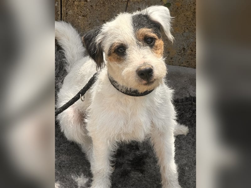 Wunderschöne Parson Jack-Russell Terrier Welpen, aus liebevoll. Hausaufzucht