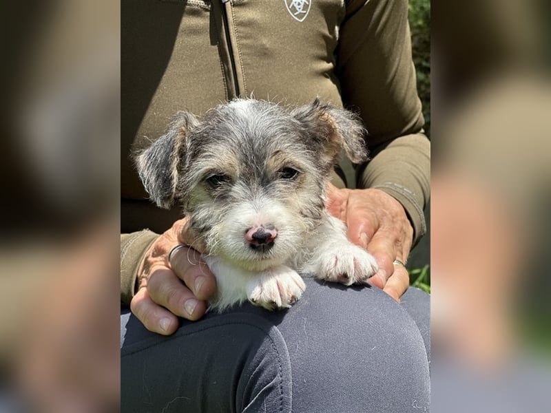 Wunderschöne Parson Jack-Russell Terrier Welpen, aus liebevoll. Hausaufzucht