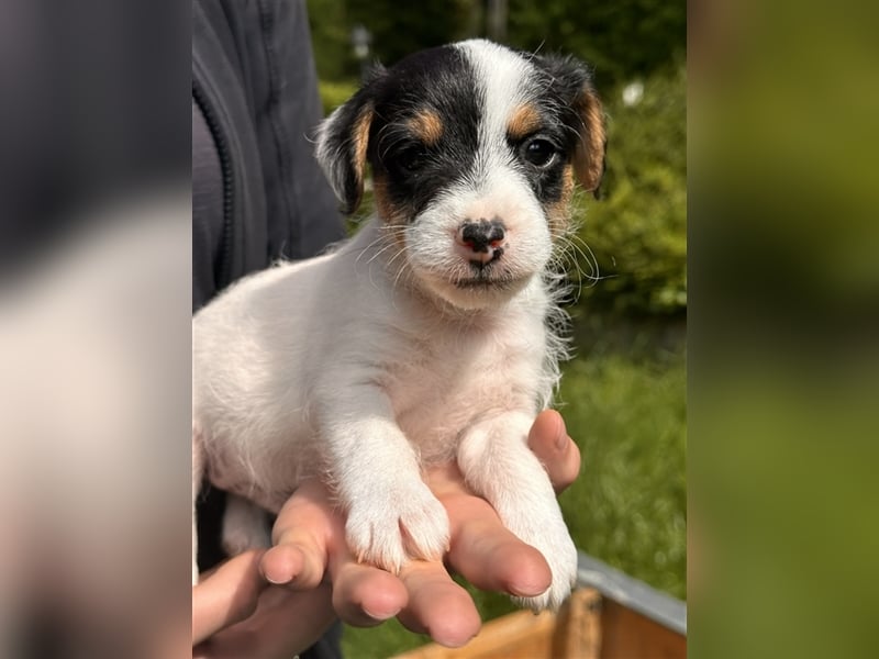 Wunderschöne Parson Jack-Russell Terrier Welpen, aus liebevoll. Hausaufzucht