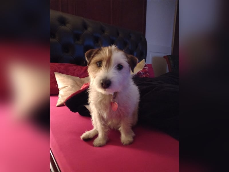 Wunderschöne Parson Jack-Russell Terrier Welpen, aus liebevoll. Hausaufzucht