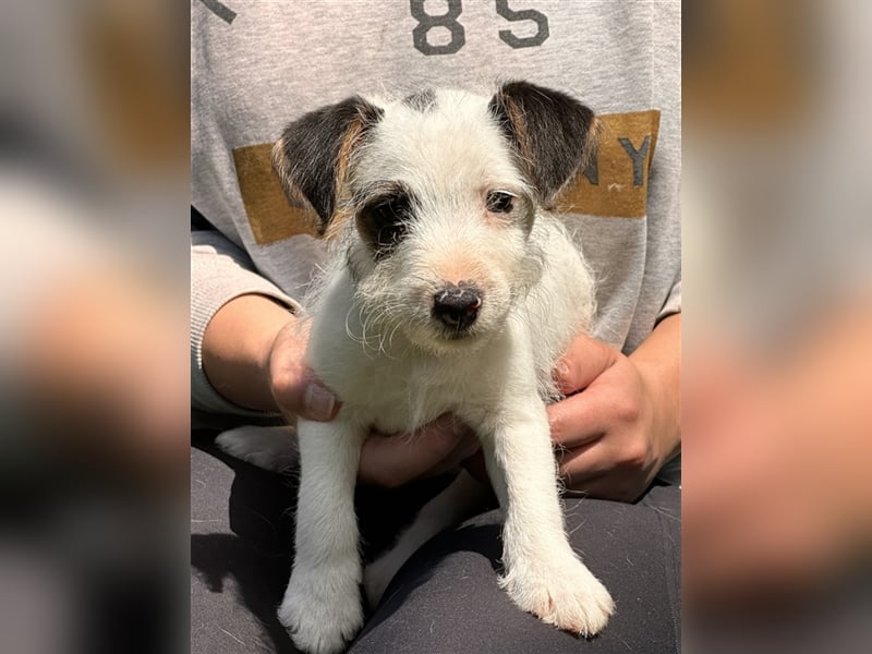 Wunderschöne Parson Jack-Russell Terrier Welpen, aus liebevoll. Hausaufzucht