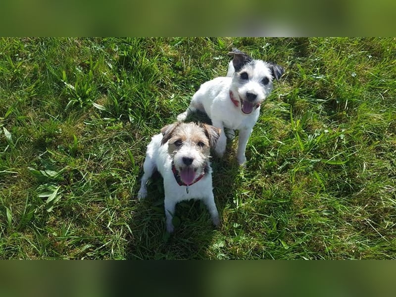 Wunderschöne Parson Jack-Russell Terrier Welpen, aus liebevoll. Hausaufzucht