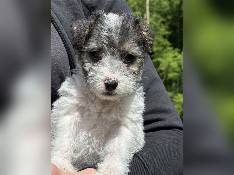 Wunderschöne Parson Jack-Russell Terrier Welpen, aus liebevoll. Hausaufzucht