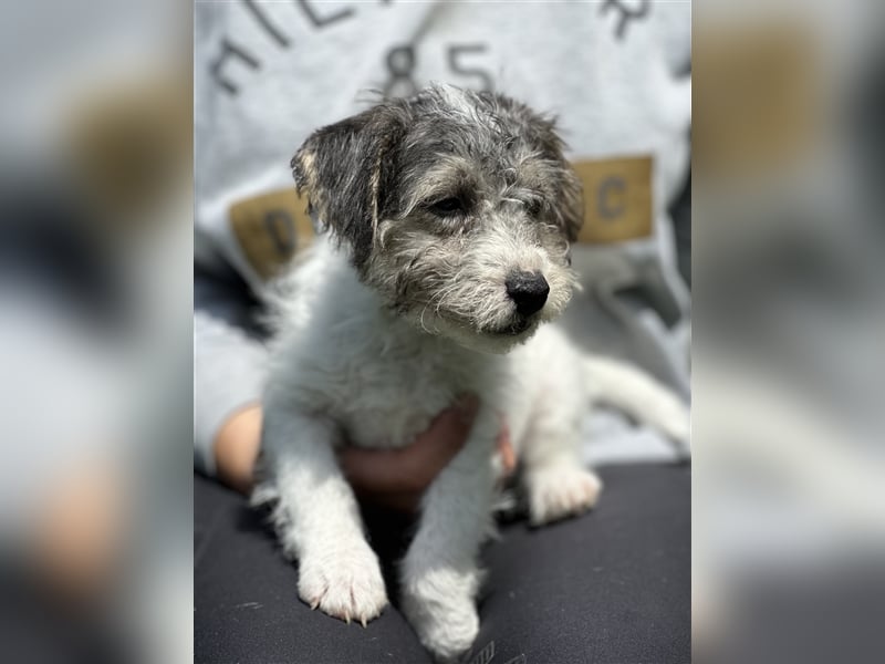 Wunderschöne Parson Jack-Russell Terrier Welpen, aus liebevoll. Hausaufzucht