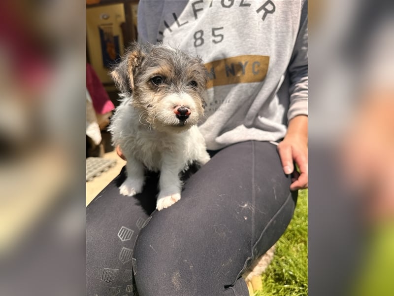 Wunderschöne Parson Jack-Russell Terrier aus liebev. Familienaufzucht su. dringend noch ein neues Zu