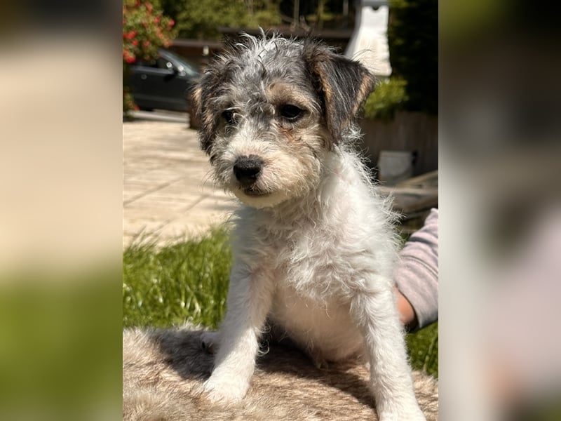 Wunderschöne Parson Jack-Russell Terrier aus liebev. Familienaufzucht su. dringend noch ein neues Zu