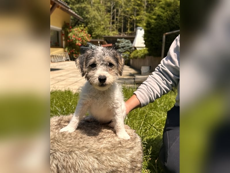 Wunderschöne Parson Jack-Russell Terrier aus liebev. Familienaufzucht su. dringend noch ein neues Zu