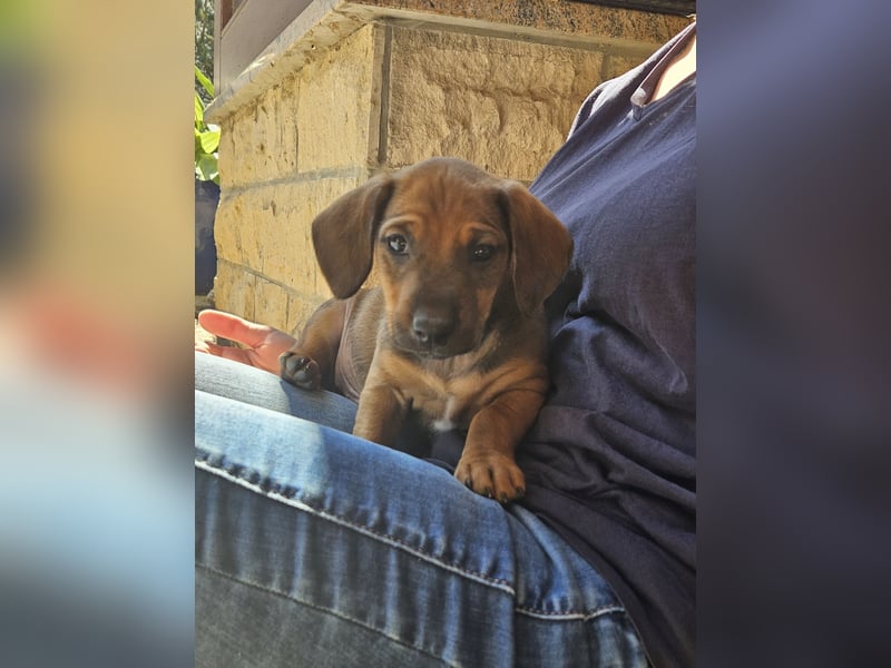 Welpen, Jundejungs, Familienhund, in gutes Zuhause