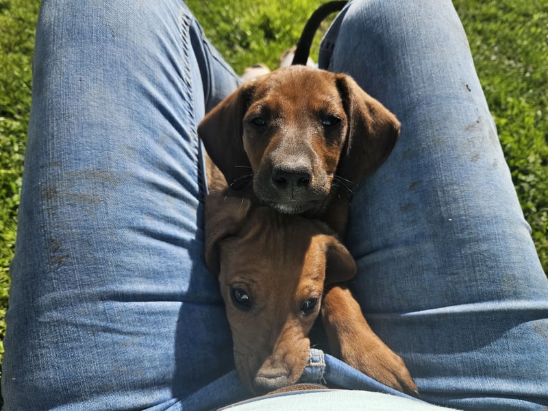 Welpen, Jundejungs, Familienhund, in gutes Zuhause