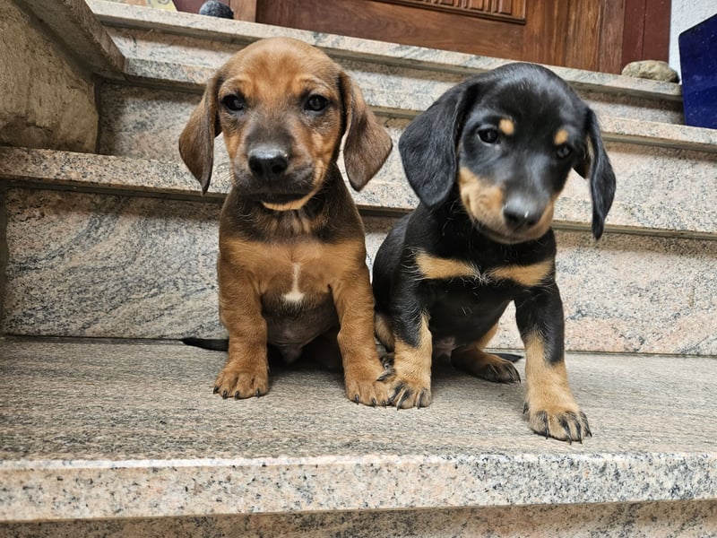 Welpen, Jundejungs, Familienhund, in gutes Zuhause