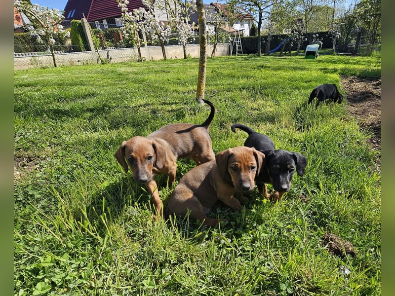 Welpen, Jundejungs, Familienhund, in gutes Zuhause