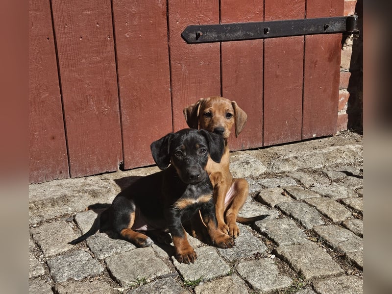 Welpen, Jundejungs, Familienhund, in gutes Zuhause